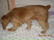 Игорь Горох фотография #27 (источник - https://vk.com/id6322143)