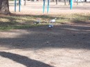 Костік Бучинський фотография #27 (источник - https://vk.com/id74028347)