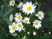 Фотография Андросенко Катрин