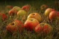 Фотография Асадовой Елены