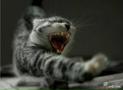 Евгения Позднякова фотография #39 (источник - https://vk.com/id340318)