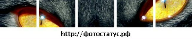 Віталік Томишинець фотография #15 (источник - https://vk.com/id76461798)