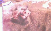 Григорій Мальчик фотография #7 (источник - https://vk.com/id100957984)