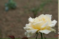 Андрій Свінцицький фотография #23 (источник - https://vk.com/id7948123)