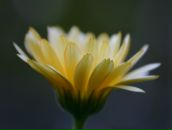 Фотография Исуповой Любови