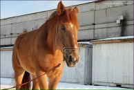 Фотография Барсук Тони