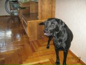 Фотография Пудакевич Людик