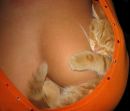 Фотография Король Галины