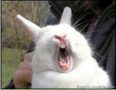 Сільвестр Силікон фотография #1