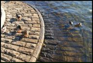 Максим Горбулин фотография #32 (источник - https://vk.com/id134638)