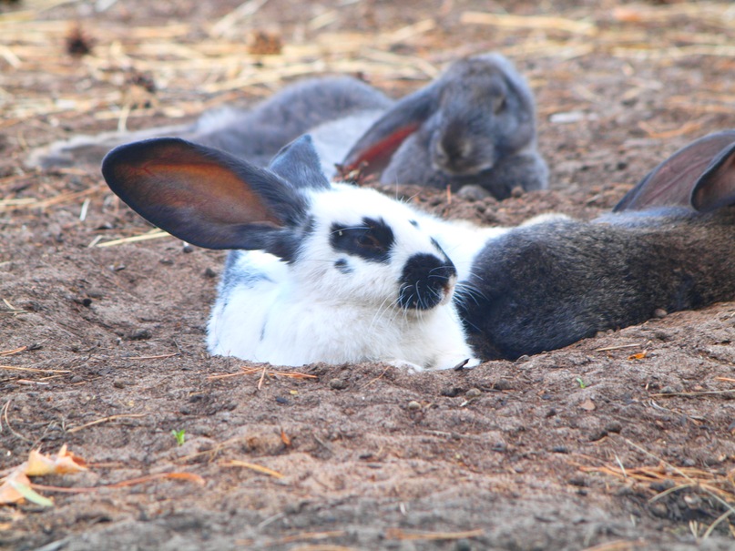 Сергей Гуревич фотография #9