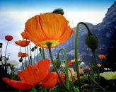 Фотография Павловой Эльвиры