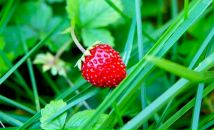 Фотография Серебрянской Олеси