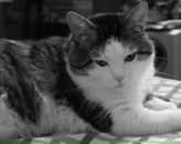 Фотография Левадней Татьяны