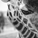 Фотография Коноваловой Елены