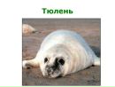 Лёва ٩(̾●̮̮̃̾•̃̾)۶ фотография #1