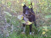 Федір Чесак фотография #29 (источник - https://vk.com/id100963214)