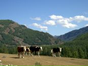 Миша Мишин фотография #45 (источник - https://vk.com/id7496491)