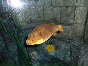 Алла Сіроклин фотография #48 (источник - https://vk.com/id11383813)