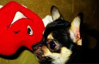 Фотография Старовойтовой Татьяны