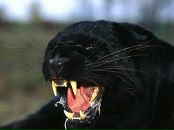 Фотография Маркитантова Александра