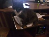 Діана Дзецінка фотография #47 (источник - https://vk.com/id117083048)