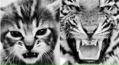 Фотография Алёшиной Алёны