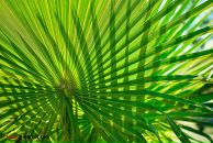 Ania Sheff фотография #38 (источник - https://vk.com/id2728643)