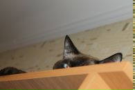 Фотография Старцева Олега