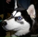 Фотография Хаскина Андрея