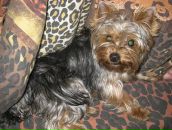 Вован Sid фотография #42 (источник - https://vk.com/id489035)