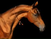 Фотография Шестаковой Ирины