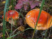 Фотография Котова Кеши