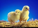Murat Sahin фотография #3 (источник - https://vk.com/id141355443)