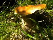 Фотография Манжурина Виктора