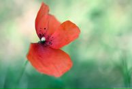 Фотография Штулер Яны