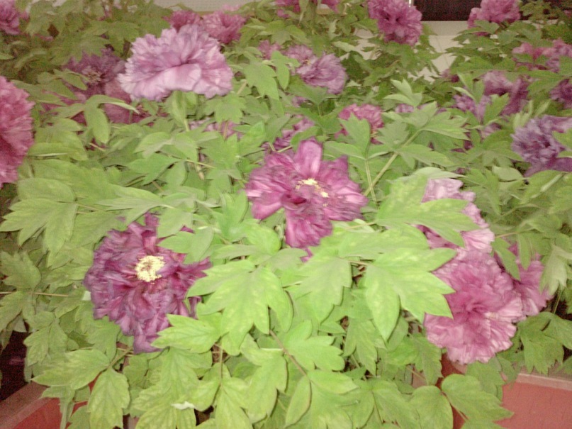 Jin Wei фотография #27