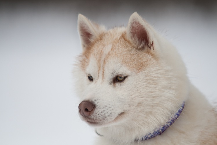 Дмитрий Тепляков фотография #19