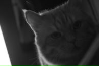 Фотография Купленникова Анастасия