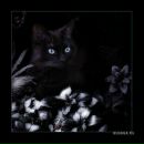 Фотография Бедратюк Александр