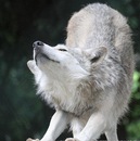 Андрій Ярмовинко фотография #1