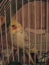 Назар Цепінь фотография #19 (источник - https://vk.com/id15941137)