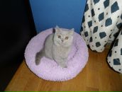 Анна Хоменко фотография #18 (источник - https://vk.com/id3696749)