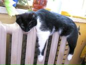 Фотография Бритикова Михаила