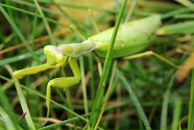 Фотография Фролова Алексея