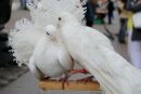 Вадим Іонов фотография #38 (источник - https://vk.com/id161536762)
