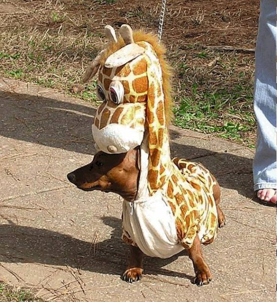 Сергей Дмитриев фотография #27