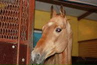 Діанка Кобзарук фотография #38 (источник - https://vk.com/id166849239)