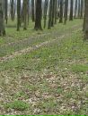 Іра Квiтна фотография #19 (источник - https://vk.com/id153424118)
