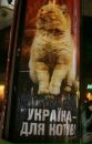 Злюка Кіт фотография #32 (источник - https://vk.com/id152275085)